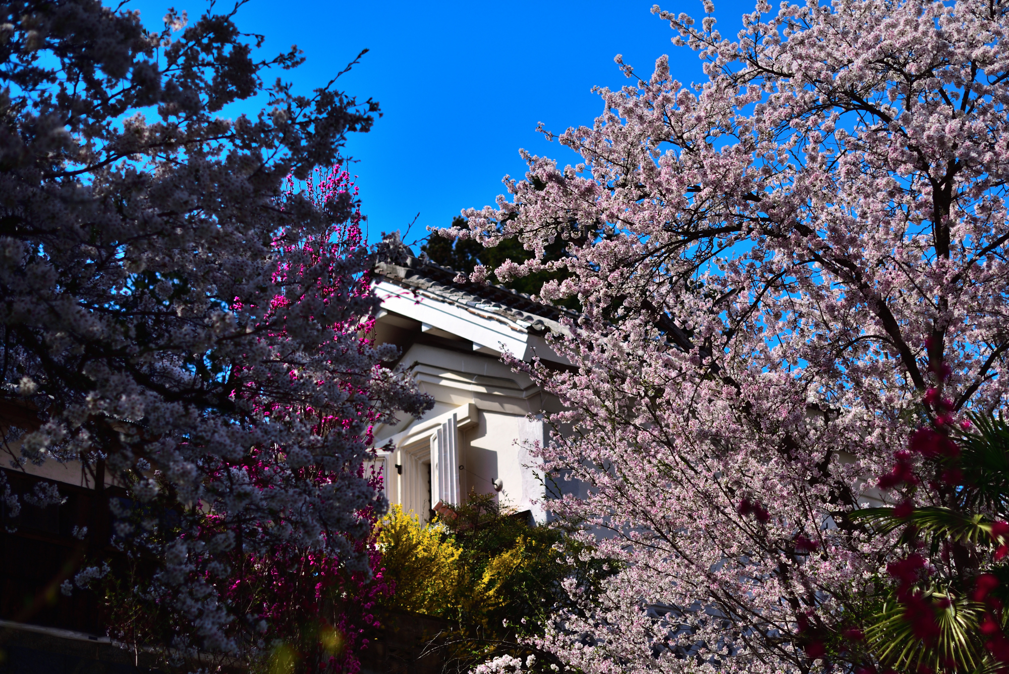 卯月の空と蔵と花